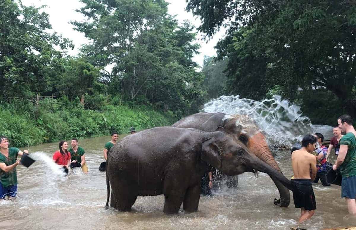 Elephant Freedom Project Chiang Mai Half-Day Afternoon Tour