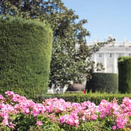 Pink flower and bush