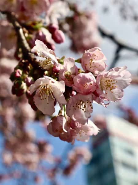 Cherry blossoms mobile