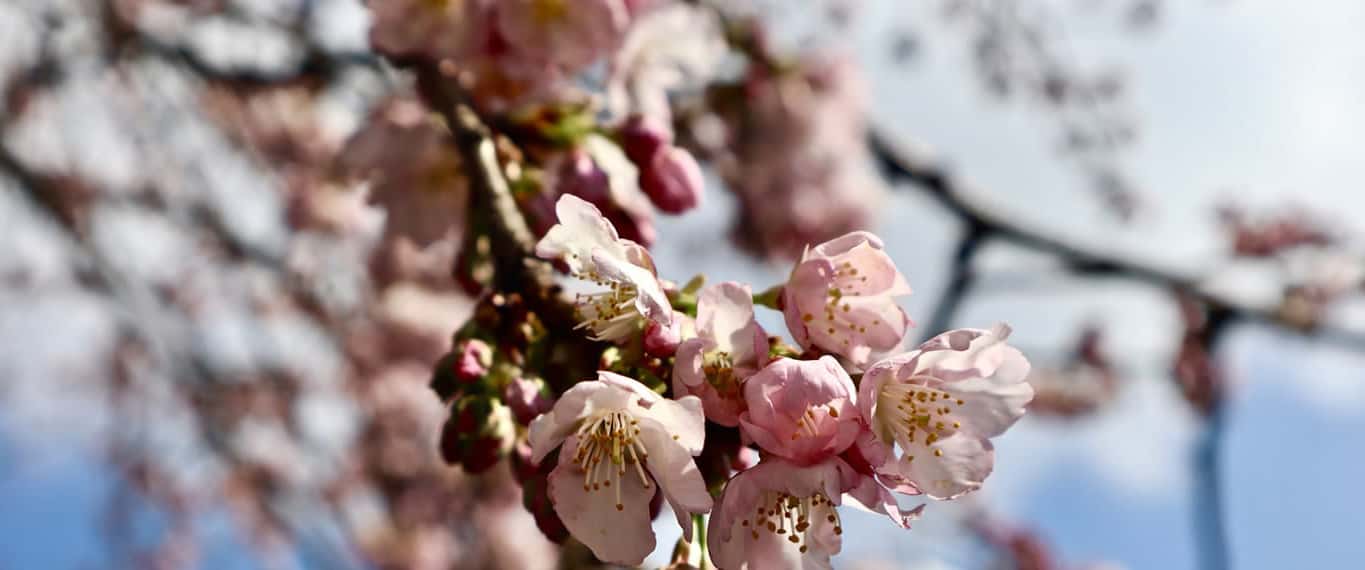 Cherry blossoms