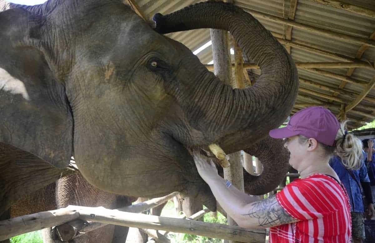 Elephant Freedom Project Chiang Mai Elephant Feeding Experience